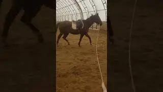 jack on lunge