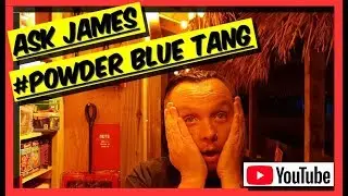 All You Need To Know About POWDER BLUE TANGS. Ask James