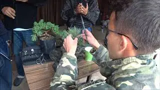 Стрижка бонсай из черной сосны Андреем Бессоновым