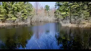 Boreal Chorus Frog