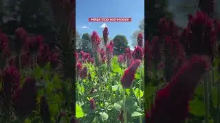 Why We Plant Crimson Clover at Ward&rsquo;s Farm NJ