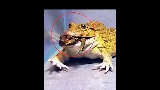 Oh my god!! Asian Bullfrog Eats Big Toad And Banded Bullfrog! Warning Live Feeding