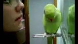 Ringneck Tricks!