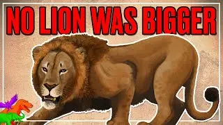Ice Age Africa Had Largest Lions To Ever Live