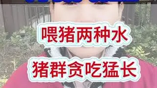 喂猪两种水，猪群贪吃猛长#养猪增重#催肥增重#养猪人#养猪管理
