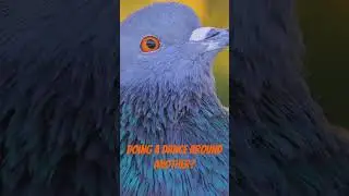 Pigeon Antics: Fun Facts about pigeons #facts #pigeon #shorts #bird facts #viral #learning #funfacts