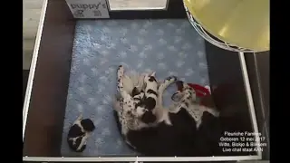 Friese Stabijkennel fan 'e Wylde See - Fleuriche Nest 1wk+3dg  jong