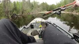 Loon Lake Boundary Waters Lake Trout
