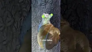 How Parasites Control Snails 😮