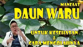MANFAAT DAUN WARU UNTUK KESEHATAN DAN CARA MENGOLAHNYA