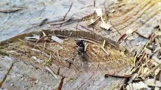 Camponotus vagus vs C.ligniperdus + nervfige Lasius platythorax XD