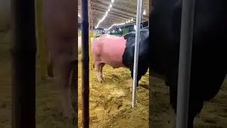 #mandi2025 #mandilive #cow #viral #trending #baqraeidspecial