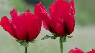 Arzneimohn, der Gigant unter den Mohnblumen