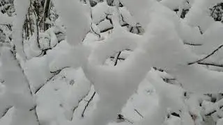 White Forest  