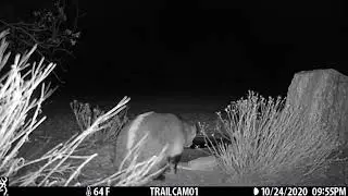 Badger drinking water in the Sonoran Desert (east of Tucson).