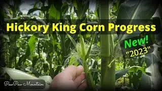 Hickory King Corn Progress July 4th 2023