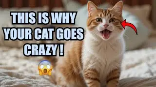 Why Do Cats Go Crazy at 3AM? (Cat Zoomies Explained!)