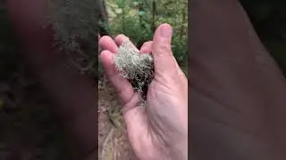 Asmr Dry Moss