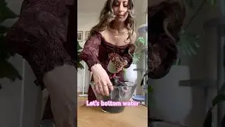 Bottom watering houseplant collection timelapse #plants #houseplants #plantlover