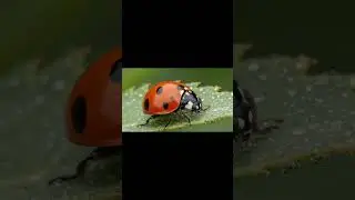 Coleoptera &ndash; Beetles & Weevils   (e.g., ladybug)  The largest order.#insects