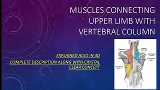 Muscles connecting to the upper limb with vertebral column, Anatomy
