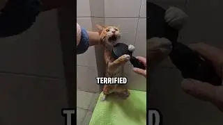 This Cat HATES Taking A Bath 😿🚿