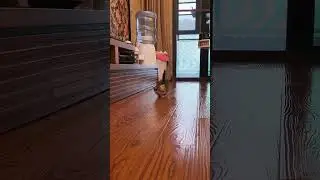 omg this cat is so cute😊❣