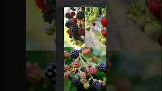 Berry Tattoo Depth: Get Realistic Art With These Simple Tricks! #shorts