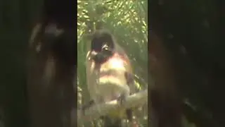bird in pine tree