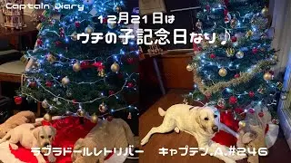 #246 12月21日はウチの子記念日　ラブラドールレトリバー　キャプテン