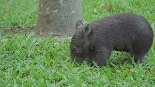 Australia Zoo Introduces Its Newest Joey on World Wombat Day