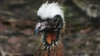 Close-up White-crested Guan   4K