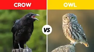 Crow Vs Owl Fight Comparison in Detail || Who Will Win? || Owl Vs Crow