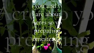 Preparing for a Homestead 💕🪴#homestead #7acre #fyp #growth #homesteading #nature #plants