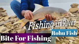 Fishing in River Rohu machli ka sikar.Bite for fishing Rohu fish
