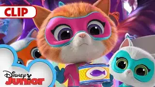 Zsa-Zsa Steals all the Oranges 🍊| SuperKitties | @disneyjr​