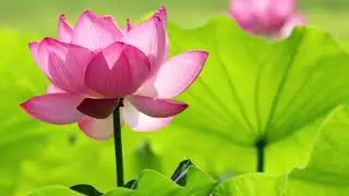 The Lotus Pond ~ Beautiful Relaxation Music