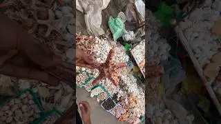 Sea shells 🐚 in Kanyakumari👆click to watch full video #seashell #seashells #starfish #kanyakumari