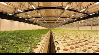 Hemp led grow light/Full Spectrum Led Grow Light for Cannabis Cultivation in Greenhouse 2021