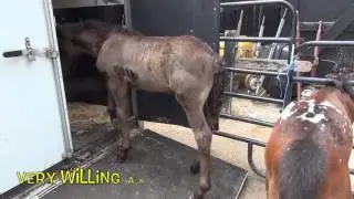 How did we pick the nurse mare foals to adopt?