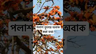 পলাশ ফুলের অবাক করা তথ্য | পলাশ ফুল | পলাশ ফুলের গাছ | Polash Ful | ফুল গাছ #পলাশ #পলাশ_ফুল