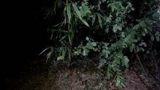 bat ran quan khoanh tren cay va cai ket CON RAN bi ban ha
