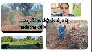 ನಮ್ಮ ಹೊಲದಲ್ಲಿ ರೇಷ್ಮೆ ಕಡ್ಡಿ nadatha edivi #farming#sericulture #vlog