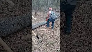 From Felled Tree to Carving Station