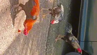 Tiga Ekor Ayam Jantan Ingin Menguasai Wilayah