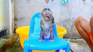 Monkey Julie sit on chair for getting bath look so poor.