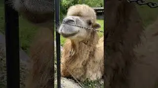 Cutie camel🐫🐪 