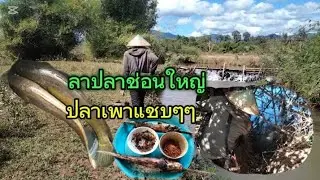 ปิงปลาแซ่บๆอยู่ไฮอยู่น่าคือเก่า#บ่าวนา