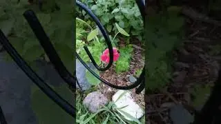 Swallowtail Butterfly Caterpillars Pollinator Garden Update #pollinatorgarden #swallowtail