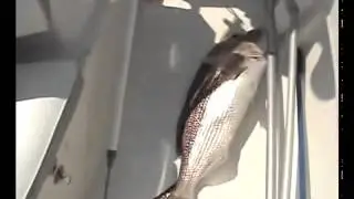 Fishing In Lefkada!